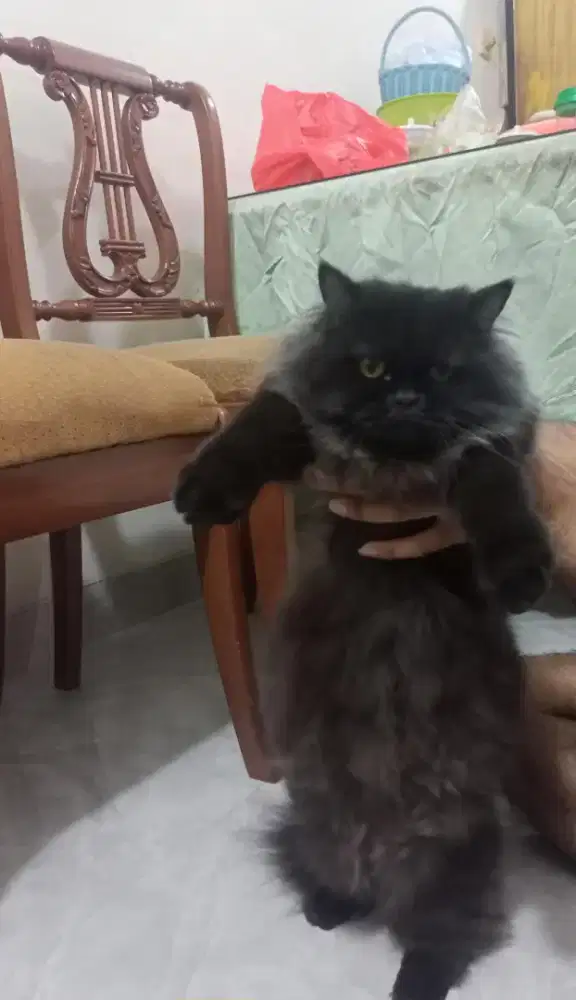 Kucing Persia betina