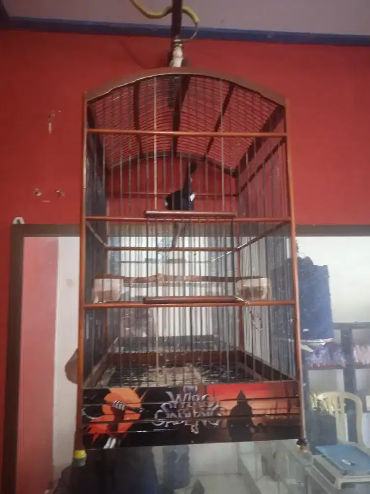 Kacer jawa gacor