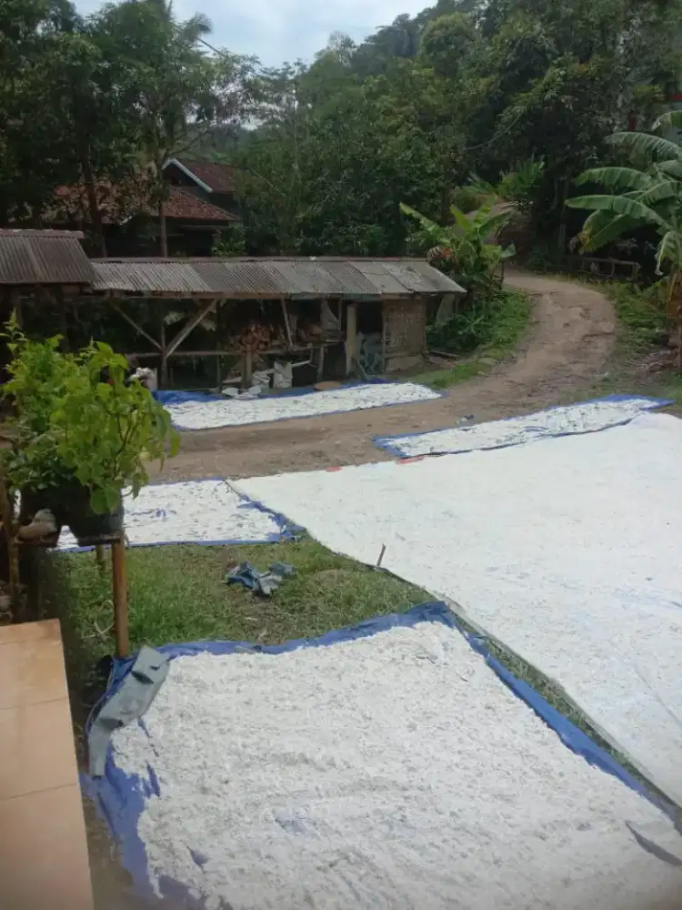 Aci kawung ( Sagu Aren )