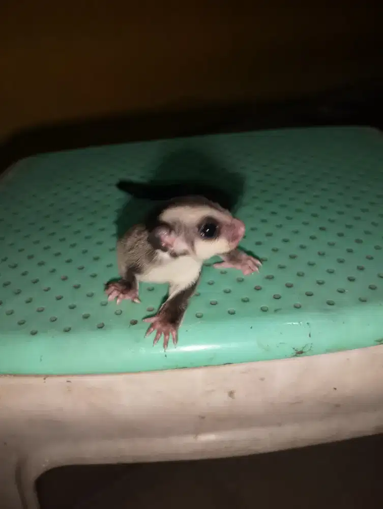Sugar Glider Joey