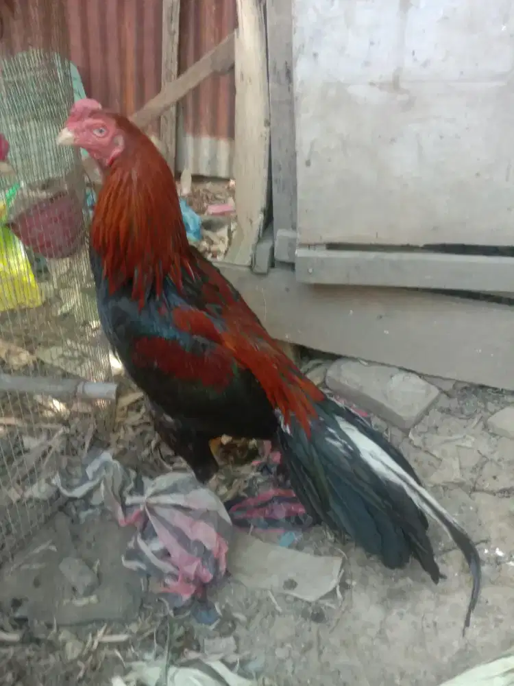 ayam Siam elid ekor panjang