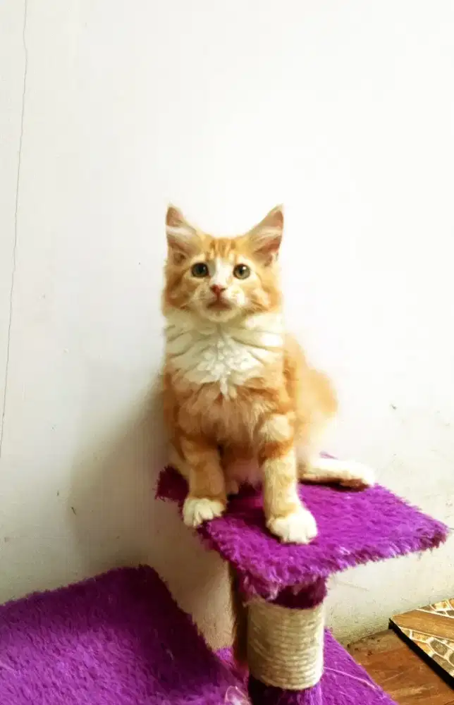 Kitten MaineCoon Betina Pure No mix. Induk ped Cfa Maine Coon