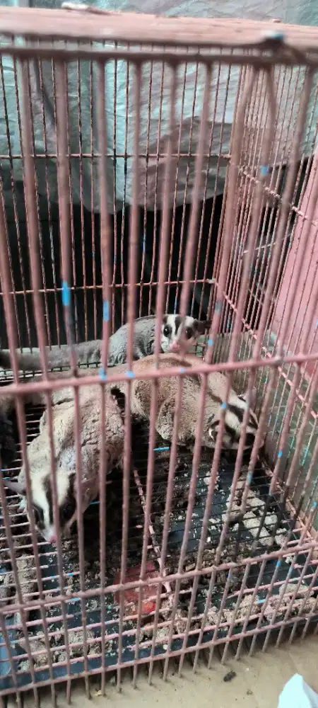 sepasang indukan classic grey + 1 anakan (jantan)