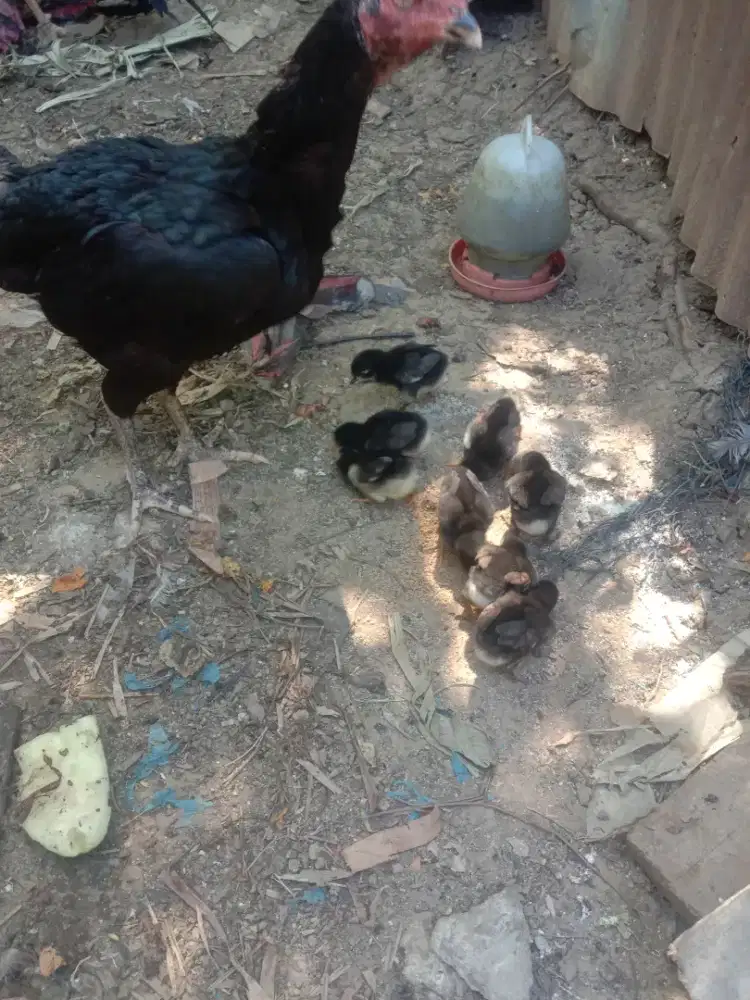 jual anak ayam Siam