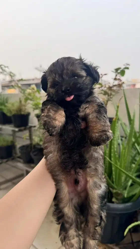 JUAL ANJING poodle x mini pom