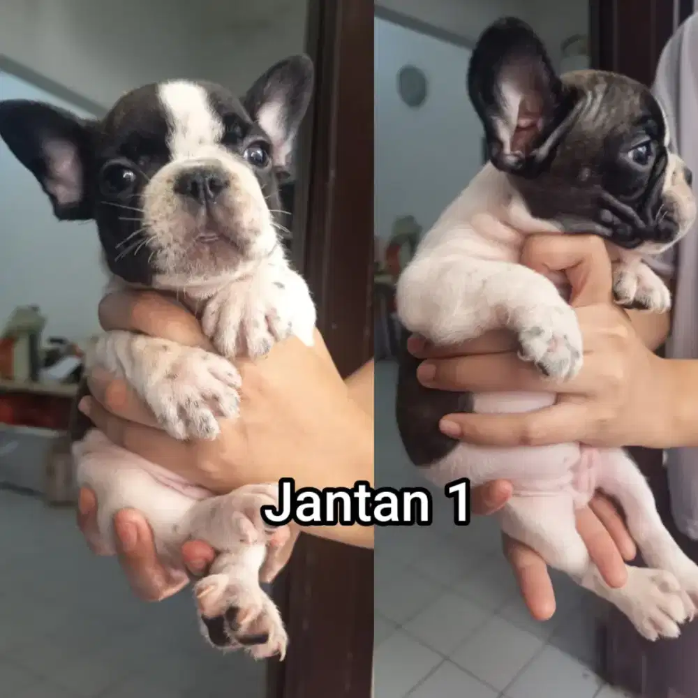 Anjing Stambum French Bulldog Puppy