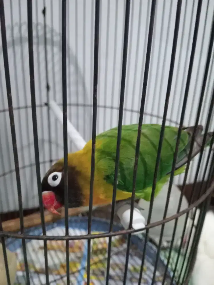 Lakbet + kandang