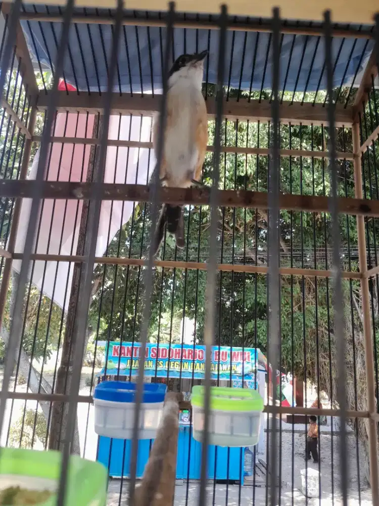Cendet pilis masih muda