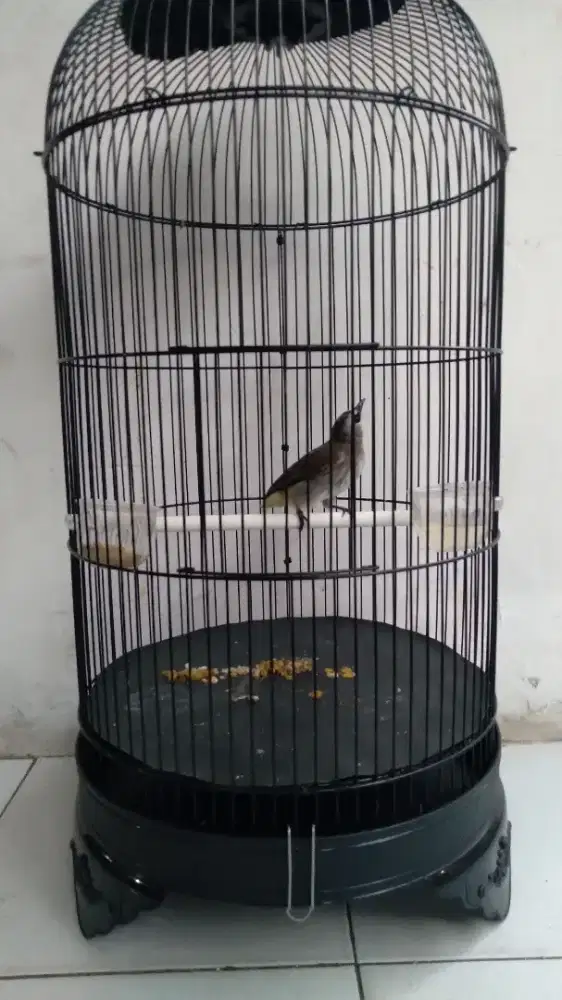 Burung Trucuk Bahan Rawatan