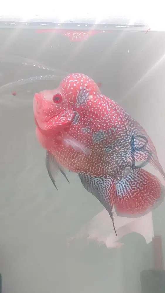 Ikan Louhan Cencu
