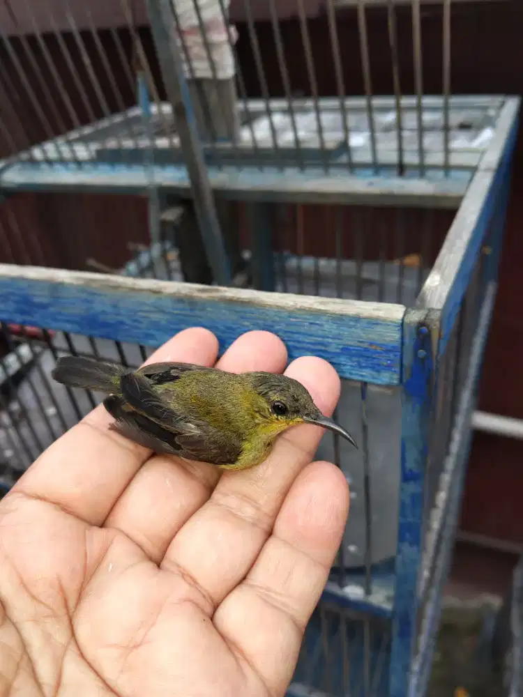 Jual burung konin dan sogon