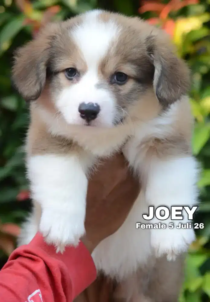 Pembroke welsh corgi betina •JOEY•