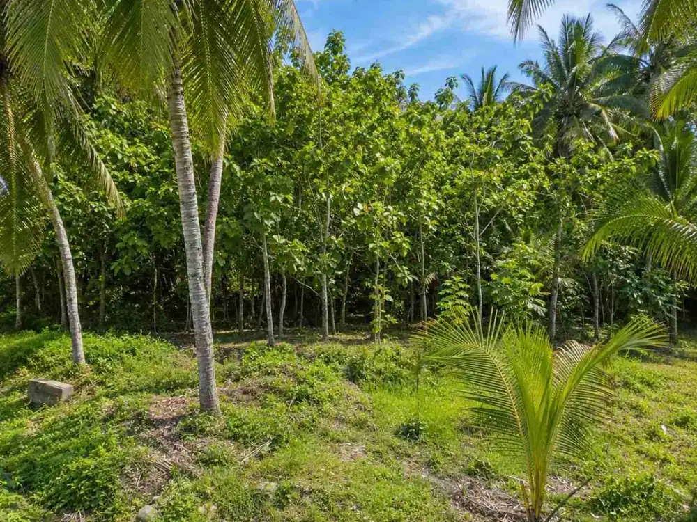 Tanah Asri Tepi Sungai & Mata Air Samigaluh