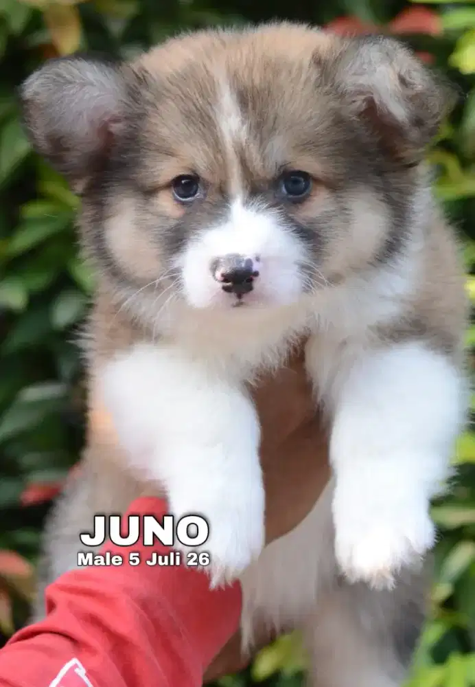 Pembroke welsh corgi jantan •JUNO•