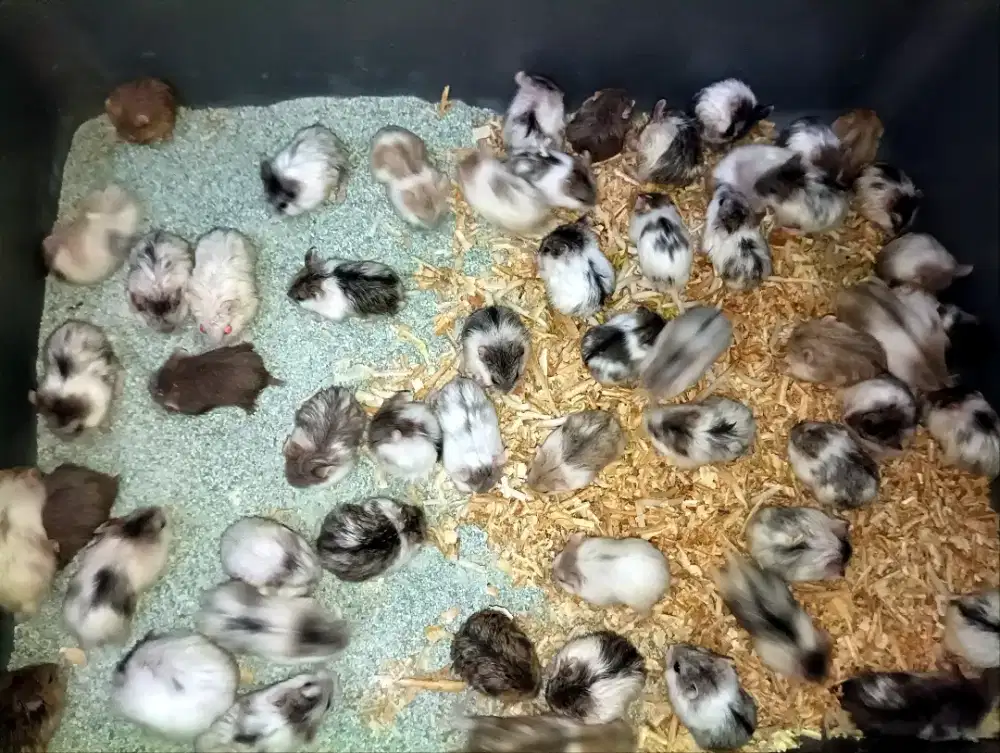 Falco Pets Cisoka