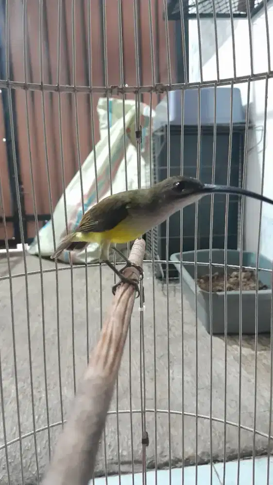 Pijantung Pisang Masteran