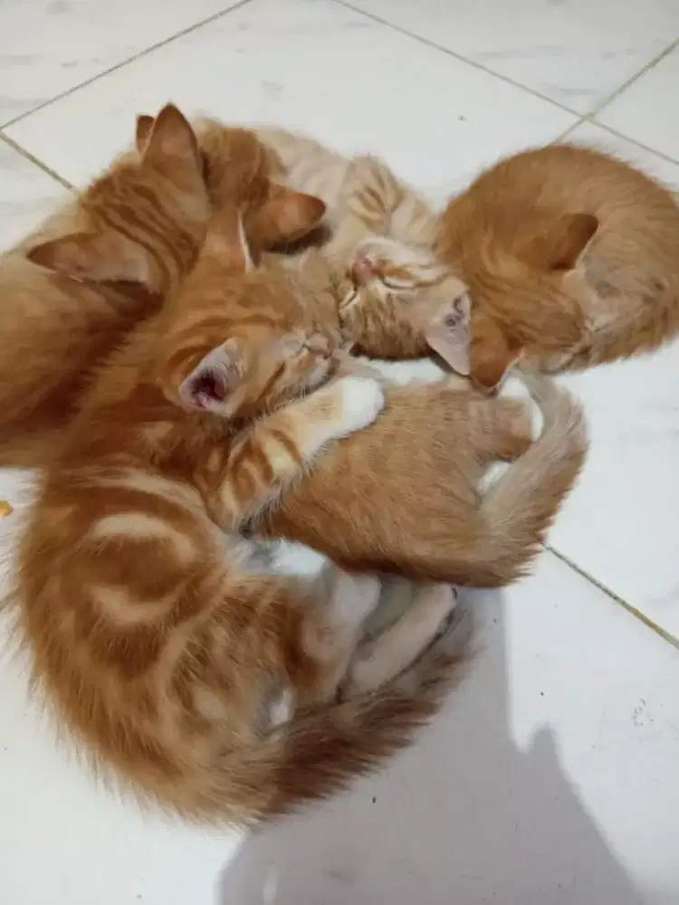 Di jual kucing Persia mix