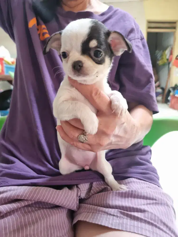Mini Chihuahua NO MIX
