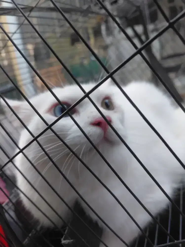 Kucing persia odd eye