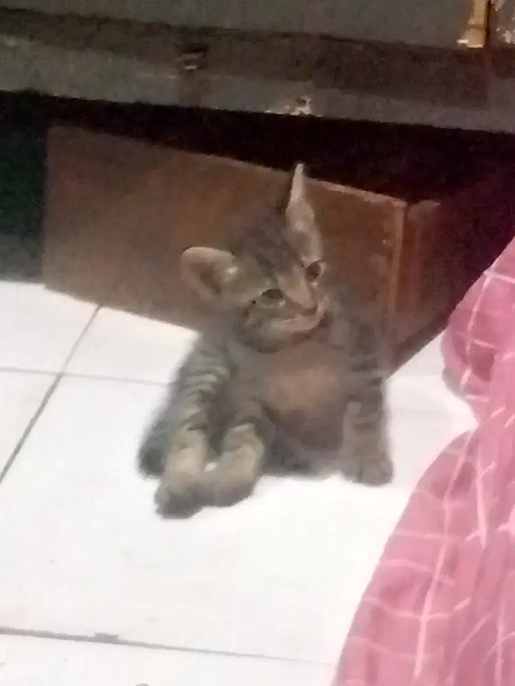 pekerjaan serabutan harian