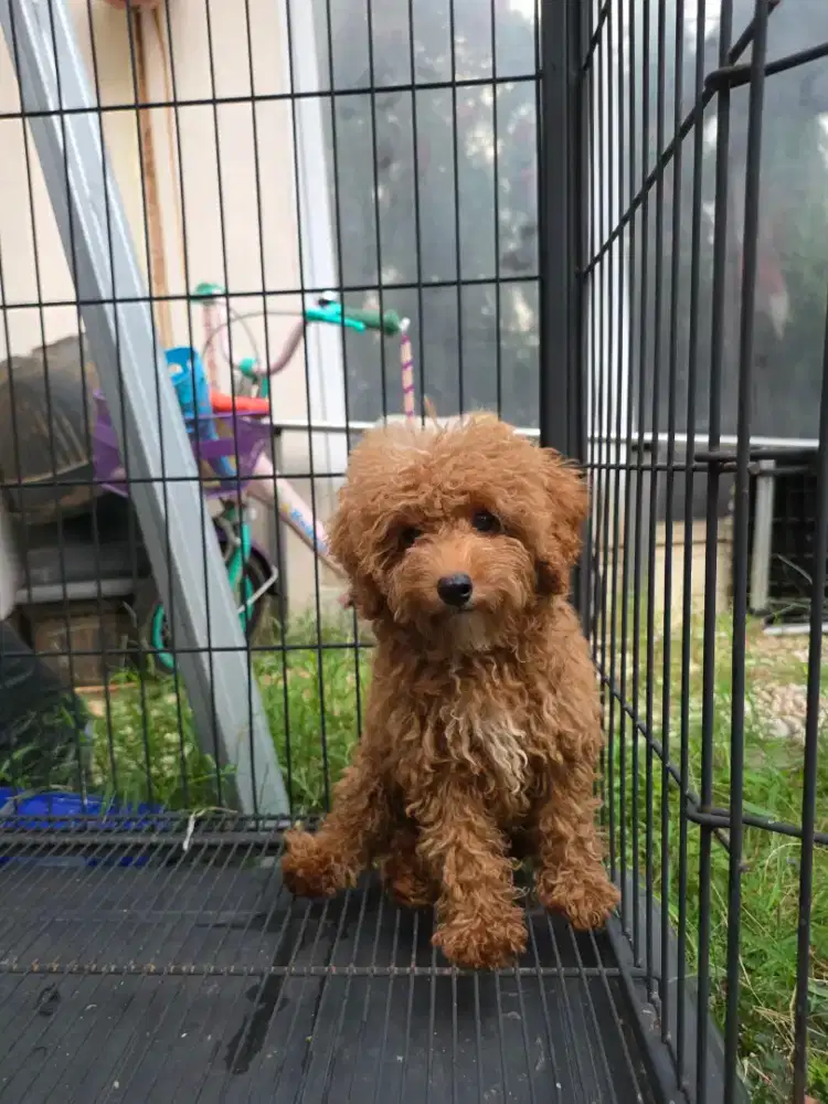 Lepas adop Toy Poodle