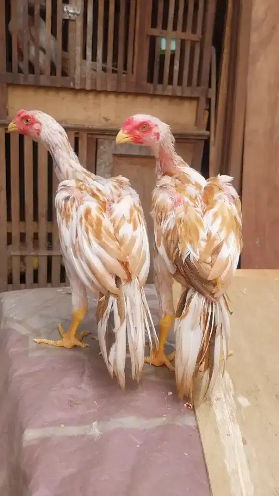 Ayam hias bangkok ekor lidi