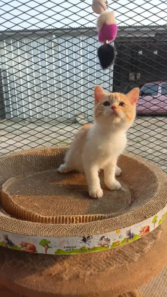 Kucing bsh mix ragdoll(harga sudah net ya) harga khusus ambil ke rumah
