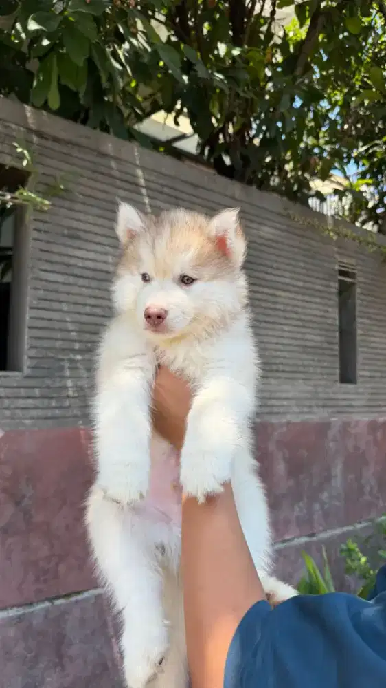 Siberian husky jantan
