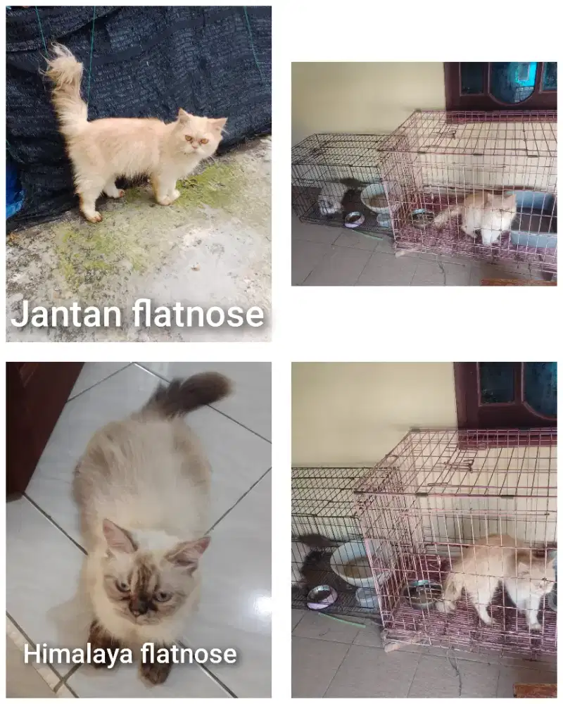 Kucing himalya longhair