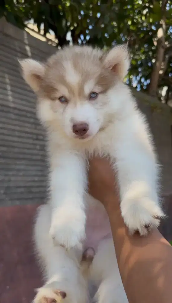 Husky betina cakep