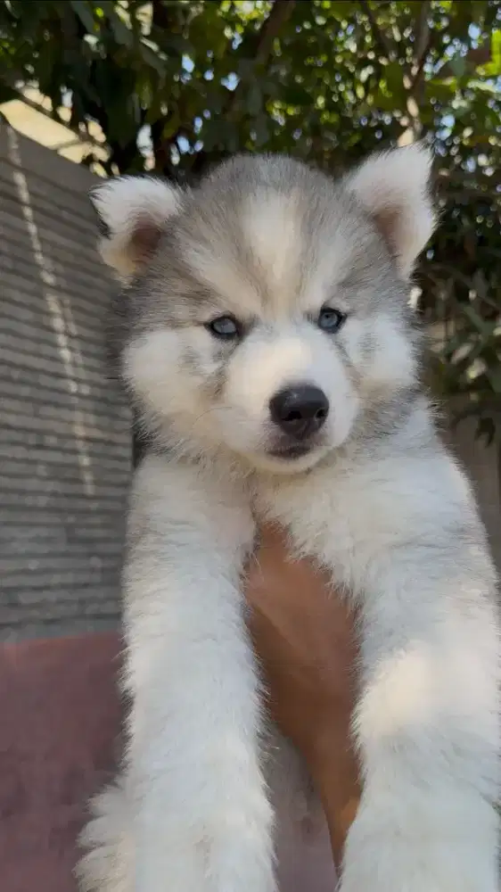 Husky betina super cakep