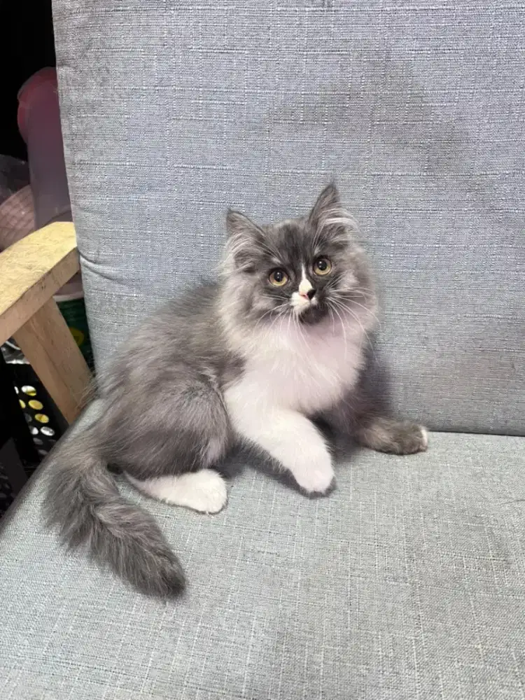 kucing kitten anakan anggora persia himalaya ragdoll mainecoon