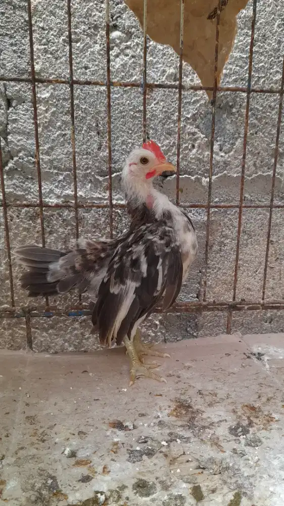 Serama 2bl Jantan Betina Ready