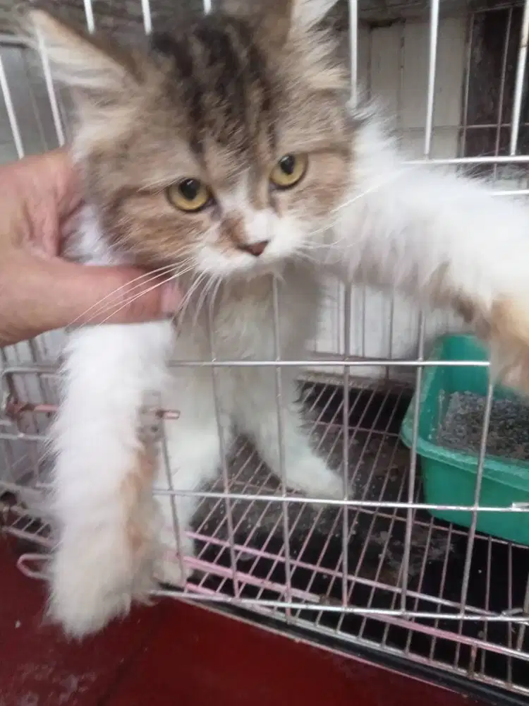 Adopsi Kucing Persia