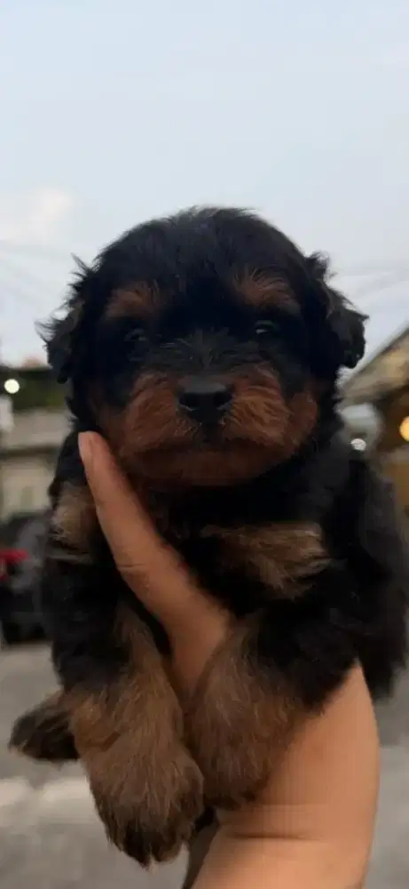Anjing pomapo mix