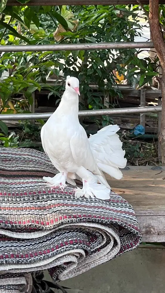 Merpati putih  kipas