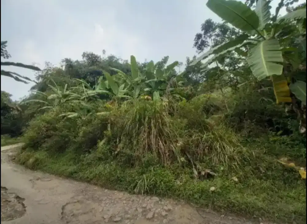 tanah kebun 1540meter