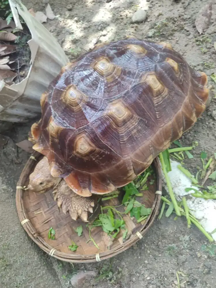 Kura-kura Sulcata