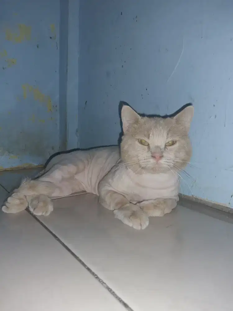 BRITISH SHORTHAIR CREAM SOLID