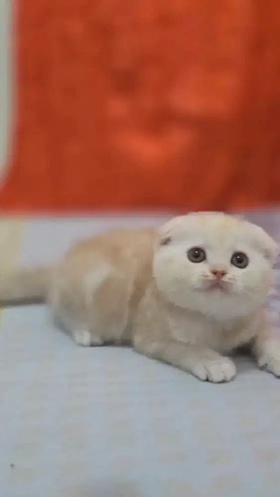 Kucing british shorthair bsh x scotish fold