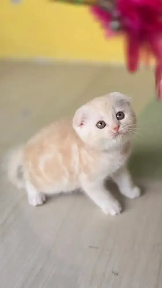 Kucing british shorthair bsh x scotish fold