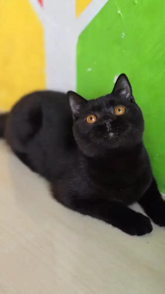 Kucing british shorthair bsh british shorthair