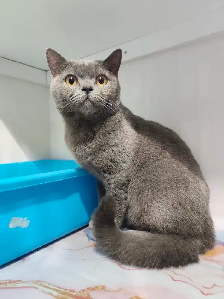 British Shorthair