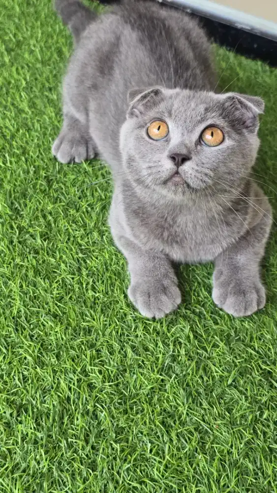 Kucing british shorthair bsh x scotish fold