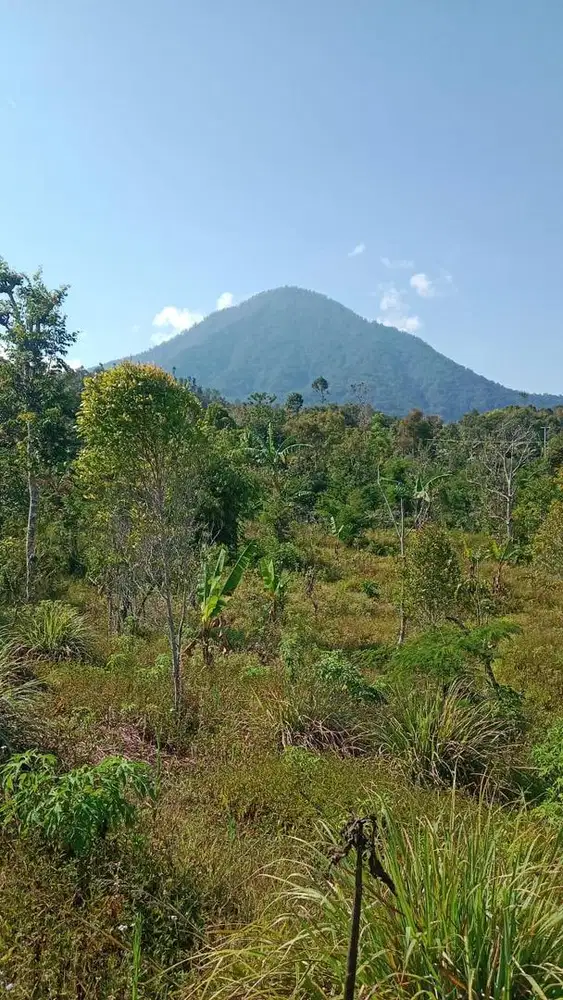 Tanah area Pariwisata Munduk Gesing Buleleng
