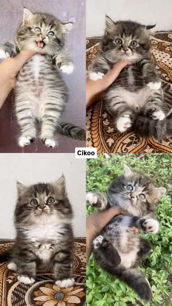 Ready Kucing Warna Mujaer