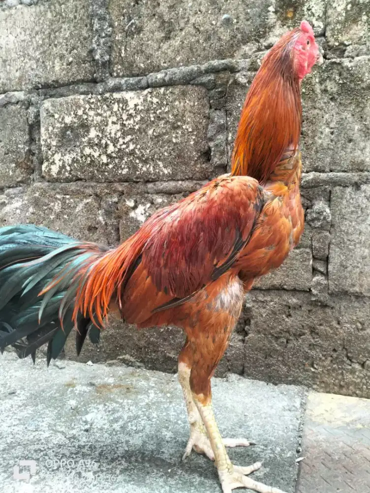 Ayam bangkok super
