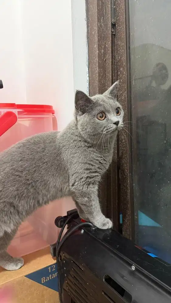 Jual kucing ibu dan anak