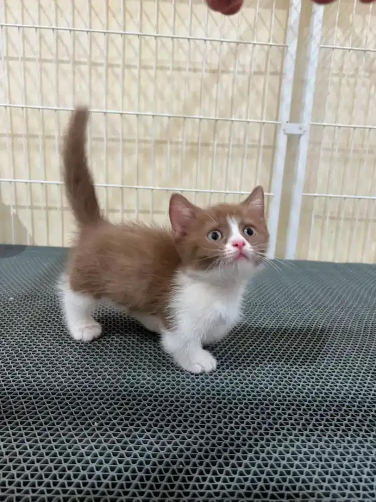 Kucing british shorthair bsh x munckin