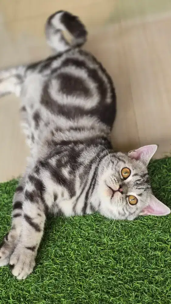 Kucing british shorthair bsh x american shorthair
